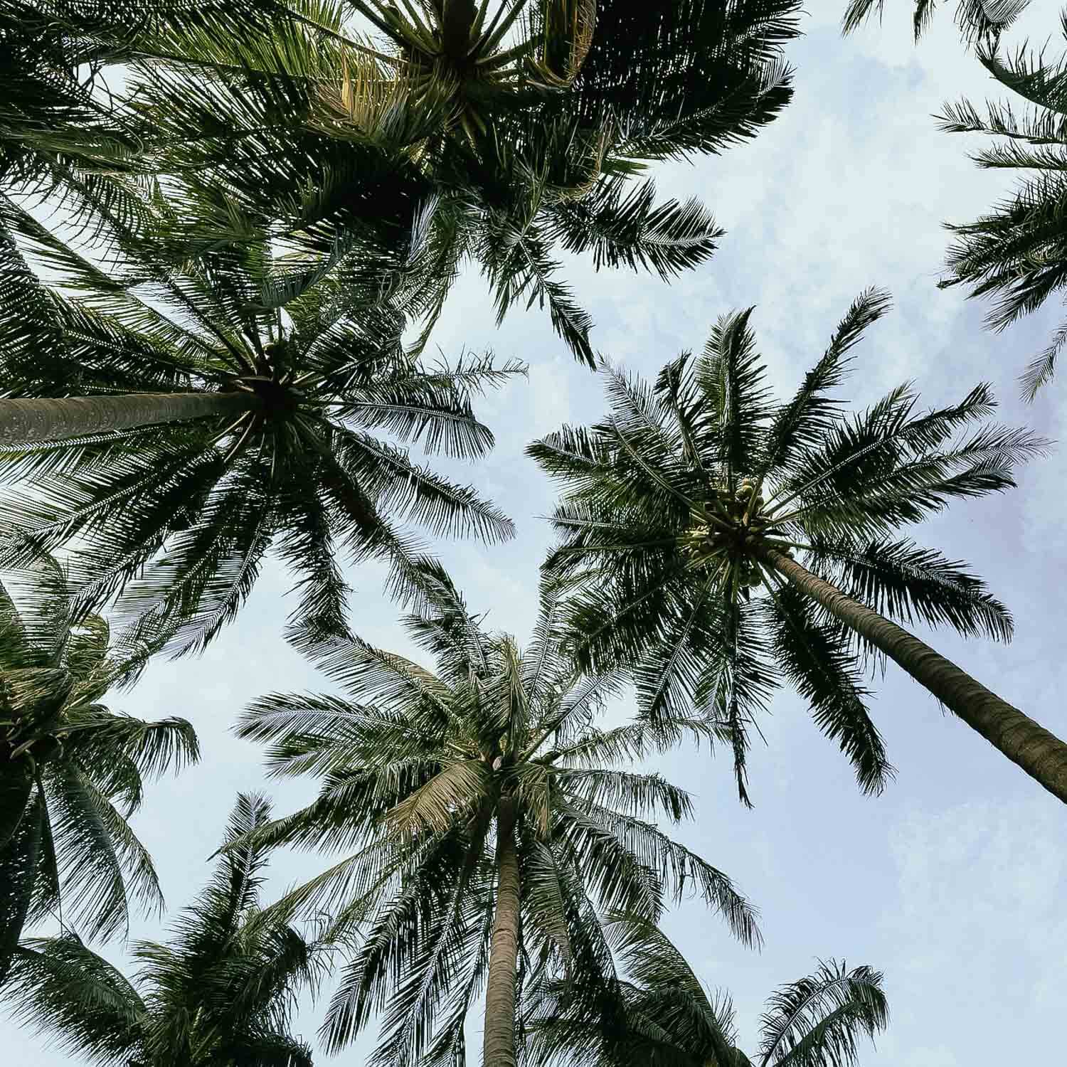 Four palms viewed from below